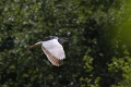 Heron bihoreau-02